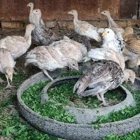 induk jujeler 16 sany ba Gokje