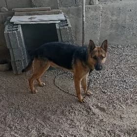 Awçarka