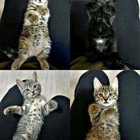 Домашние котята🫶