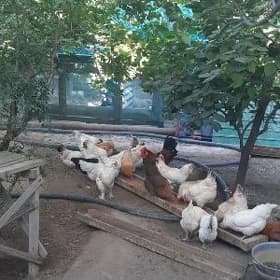 Türkmen Towuk