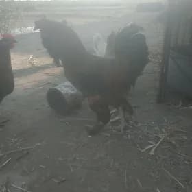 Bramo towuk ýumurtga