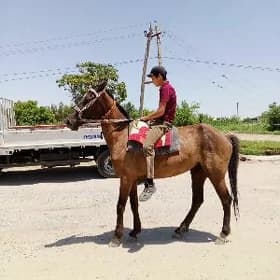 sakar