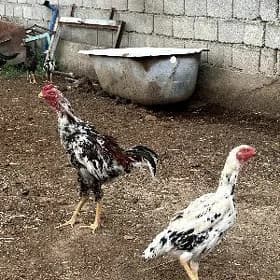 ALAJA TOWUK WE TAŞGEND
