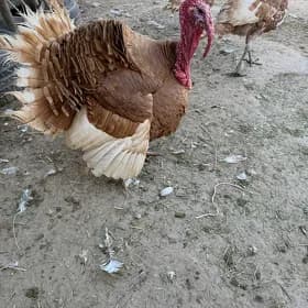 induk owgan paroda