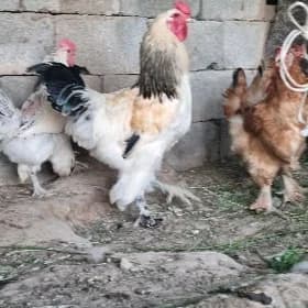 brama horaz we makiler