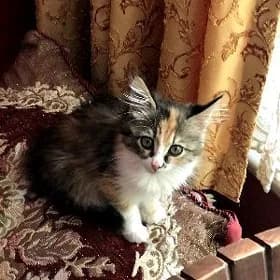 Котята