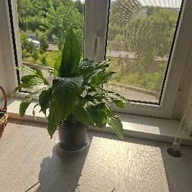 Женское счастье