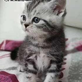 Котята шотландской шиншиллы