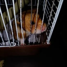 хомяк с клеткой