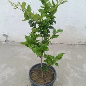 Burcina nahaly