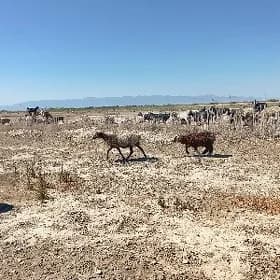 goýun