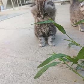 Вислоухий котенок