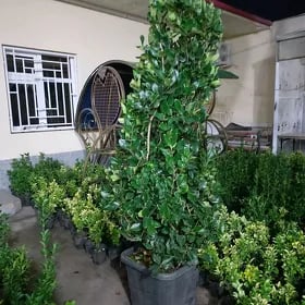 bag bakja