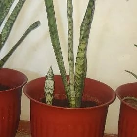 gul сансевиерия