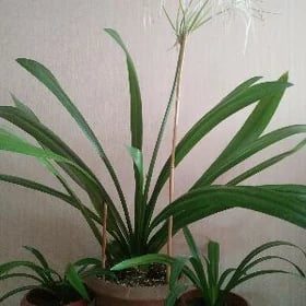 лилия домашняя 100м