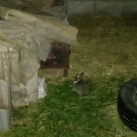 towşan