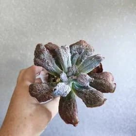 суккуленты