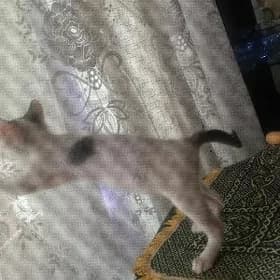 отдам