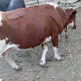 göleli sygyr