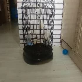 Клетка большая
