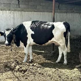 GARALA GALIŞDEÝIN BOGAZ SYGYR