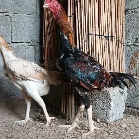 Maÿak tasgenit