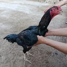 JUJA