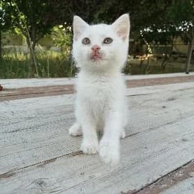 Котёночек Вислоухая