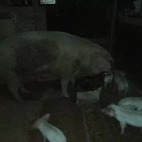 Донуз