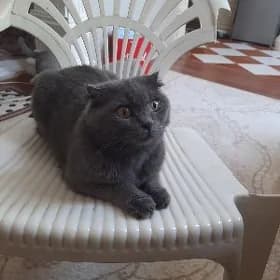 кошка