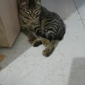 Котёнок