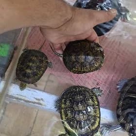 черепашки радостомус