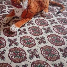 Tigr