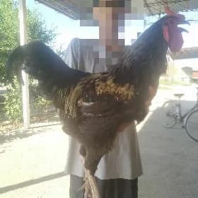 gigant towuk