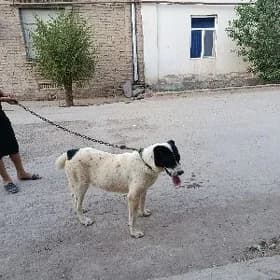 çopan