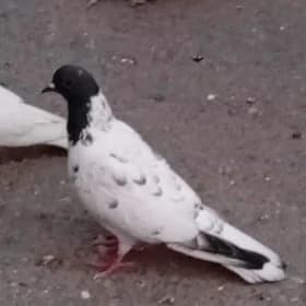 kepteri