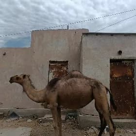 Ýaş duye