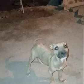 pidbull