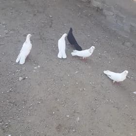 kepderi