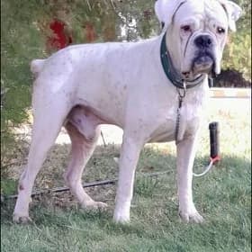 pitbul