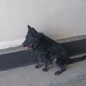 овчарка чистокровная