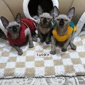 котята канадского сфинкса
