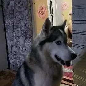 Рекс ищет даму сердца для связ