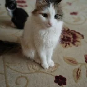 пристраивается молодая кошка