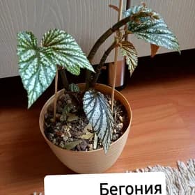 Цветы