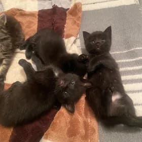 котята