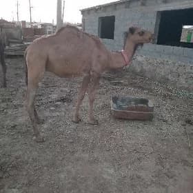 Ogşuk
