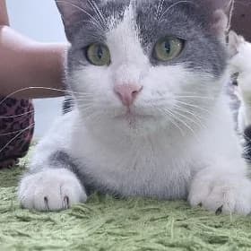 Кошка Pişikler