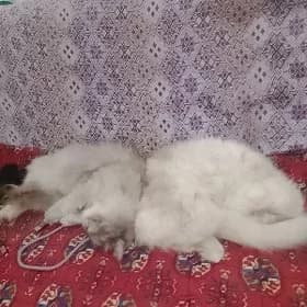 persidiski pisikler para