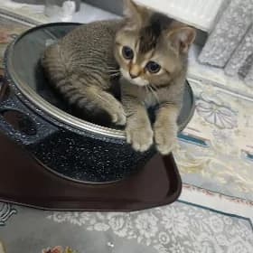 Котёнок, шиншилла